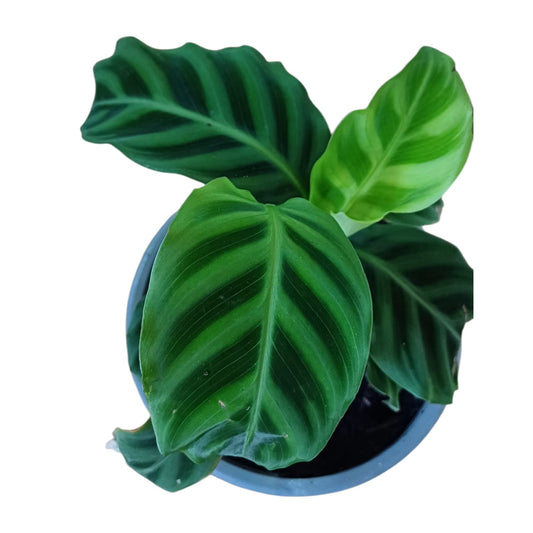 Calathea Zebrina