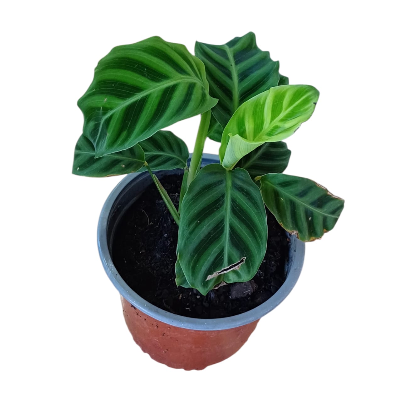 Calathea Zebrina