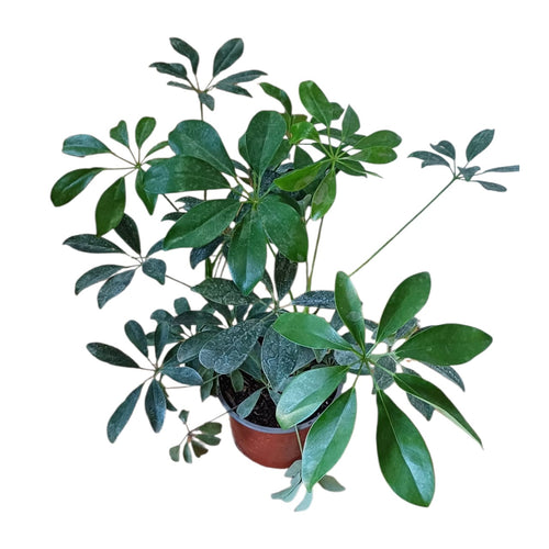 Cheflera - Schefflera