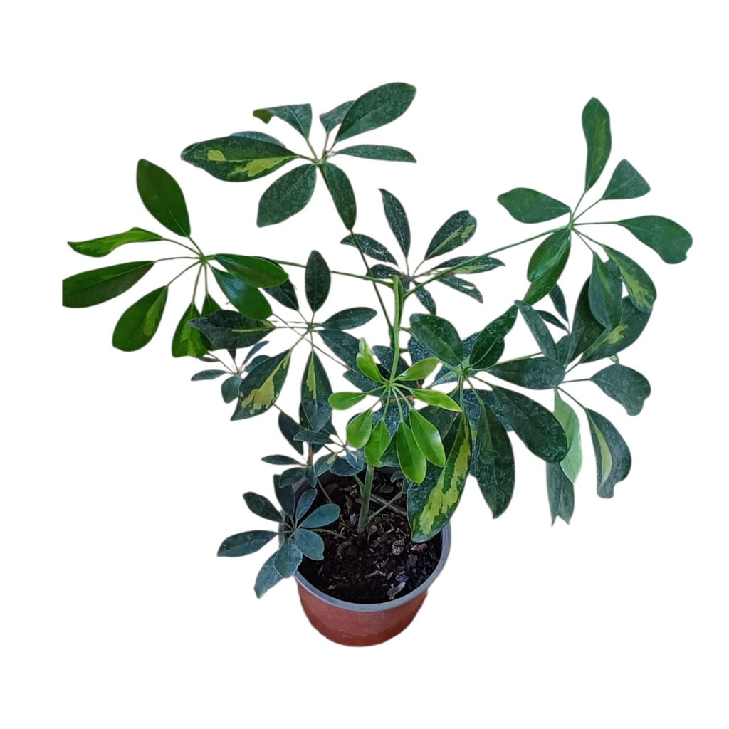 Cheflera - Schefflera