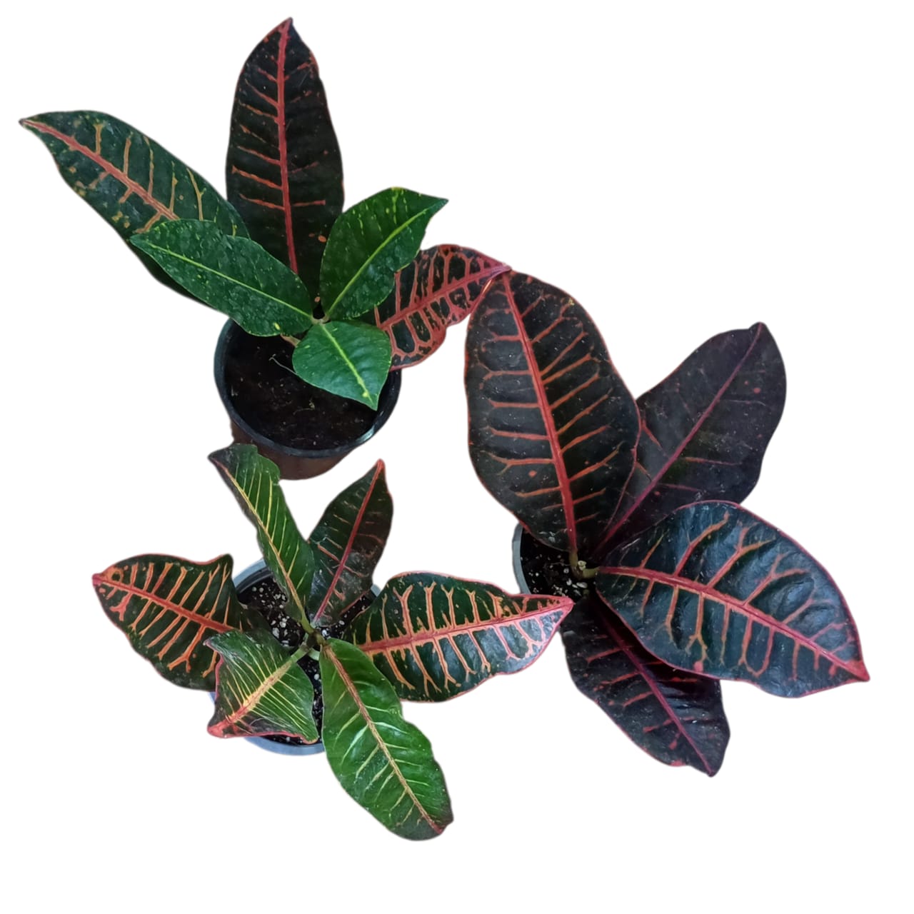 Croton