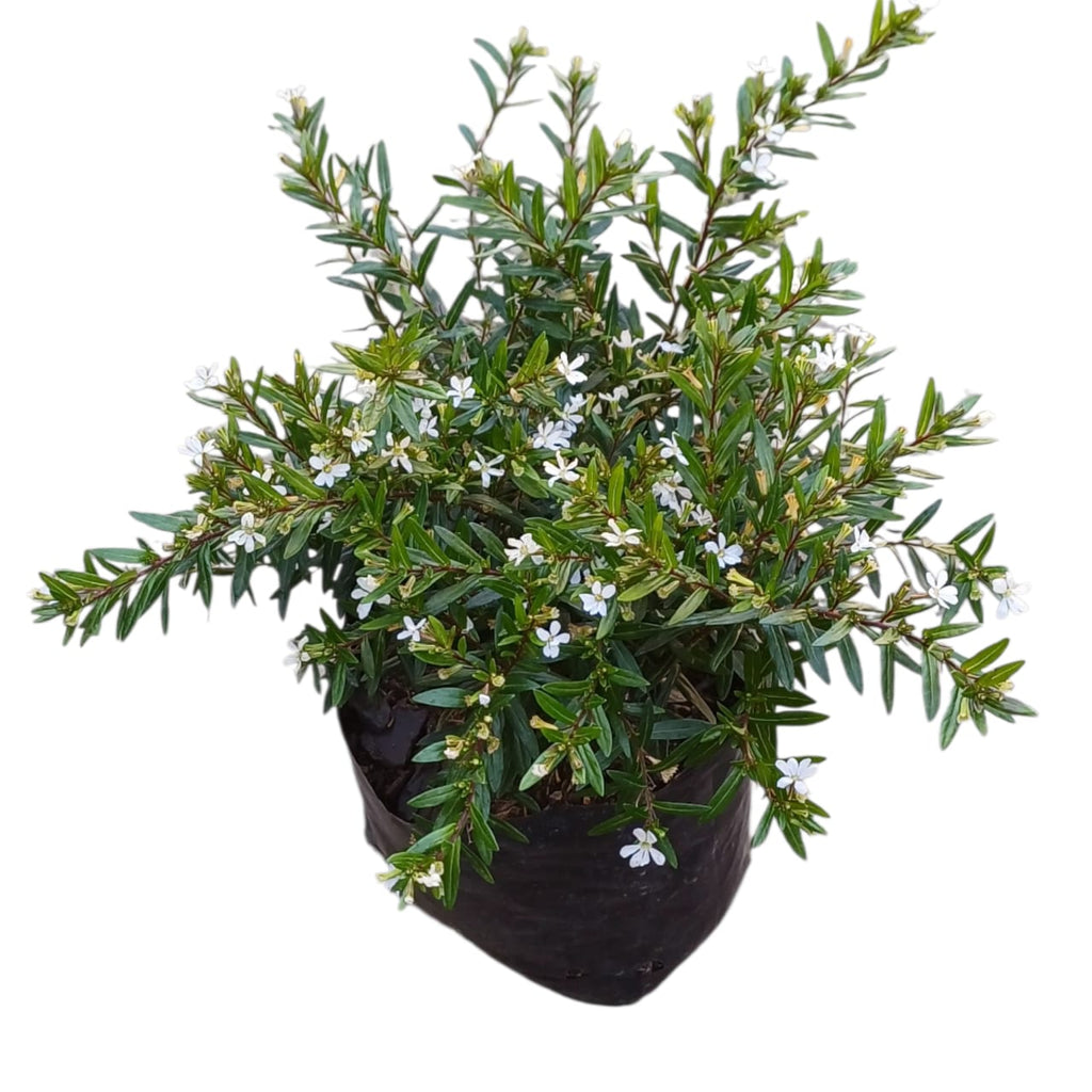 Cuphea Veronica Enana Blanca SUPER OFERTA STOCK LIMITADO!!!