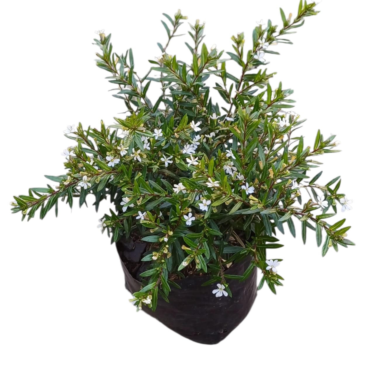 Cuphea Veronica Enana Blanca SUPER OFERTA STOCK LIMITADO!!!