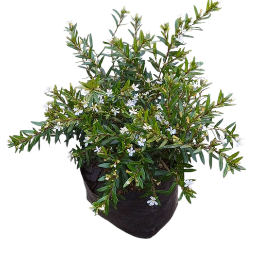 Cuphea Veronica Enana Blanca