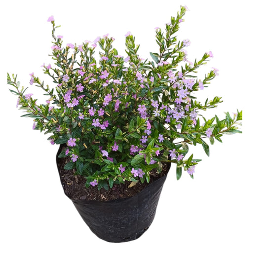 Cuphea Veronica Enana fucsia