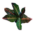 Croton