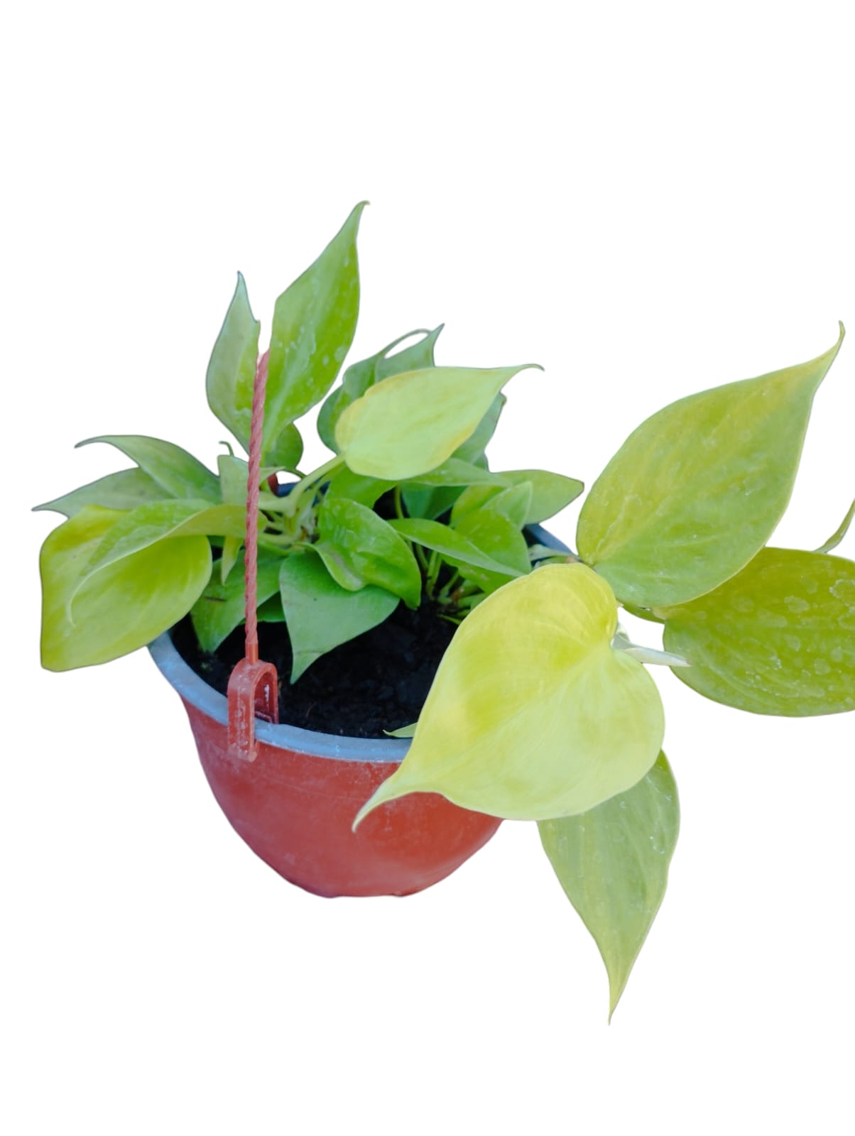 Cordatum Lemon Lime