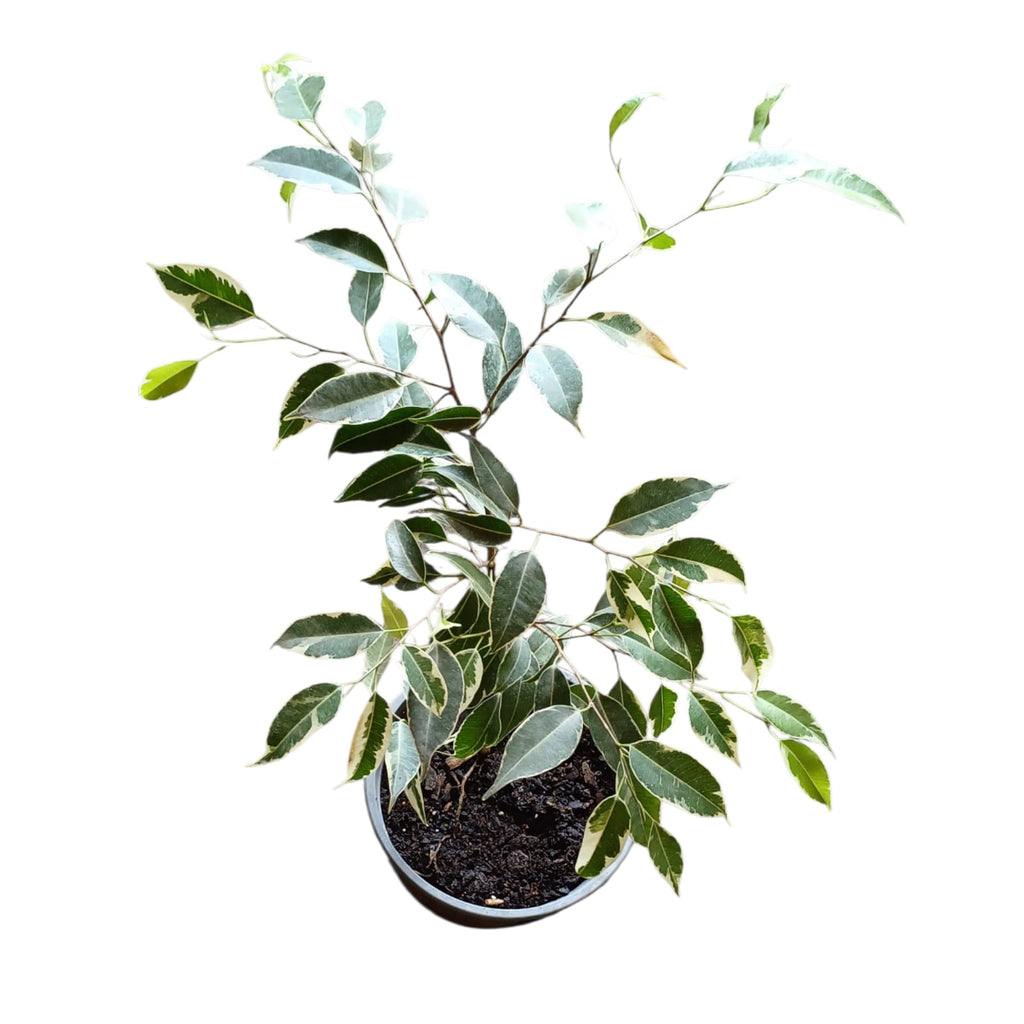 Ficus Variegado