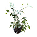 Ficus Variegado