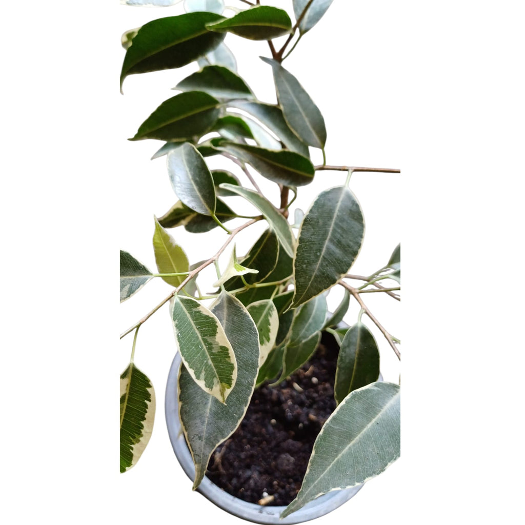 Ficus Variegado