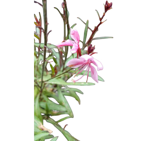 Gaura Rosada