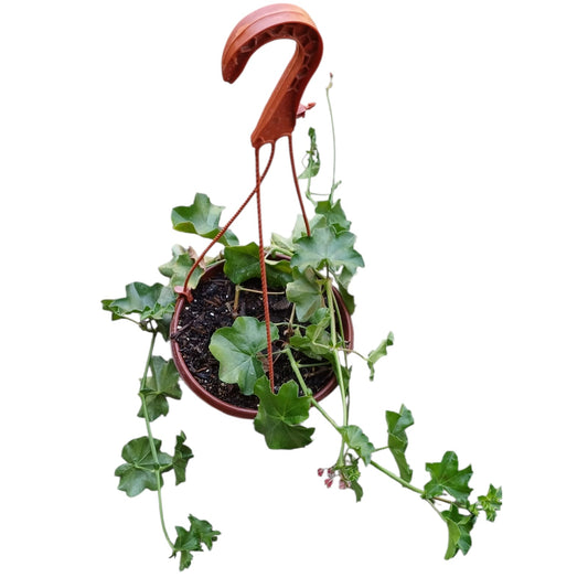 Hiedra Cardenal ( sin flor) color al azar 2 plantas por macetas