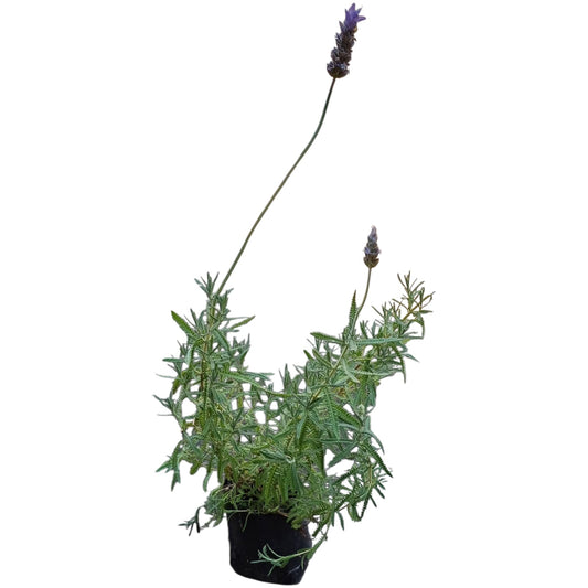 Lavanda Francesa bolsa
