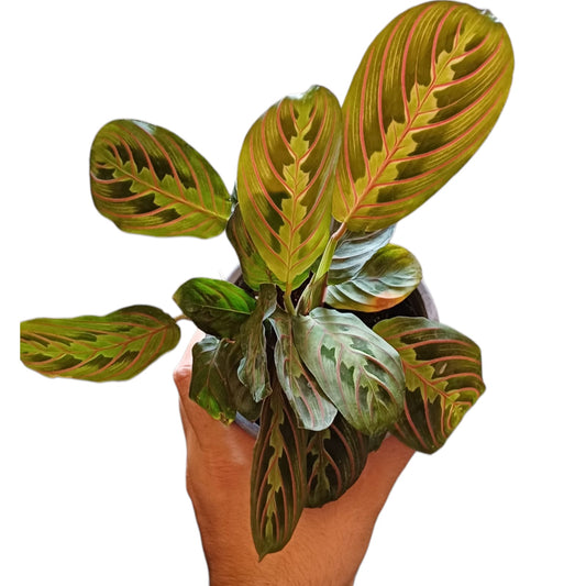 Maranta Leuconera