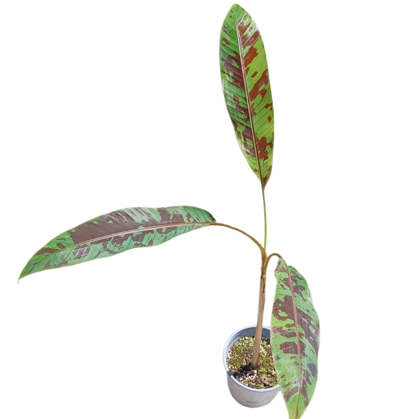 Musa Acuminata Zebrina Tamaño XL dos a tres hojas por planta