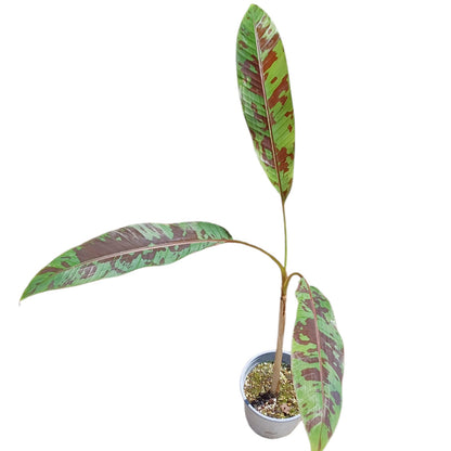 Musa Acuminata Zebrina Tamaño XL dos a tres hojas por planta