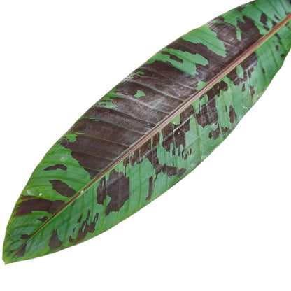 Musa Acuminata Zebrina Tamaño XL dos a tres hojas por planta