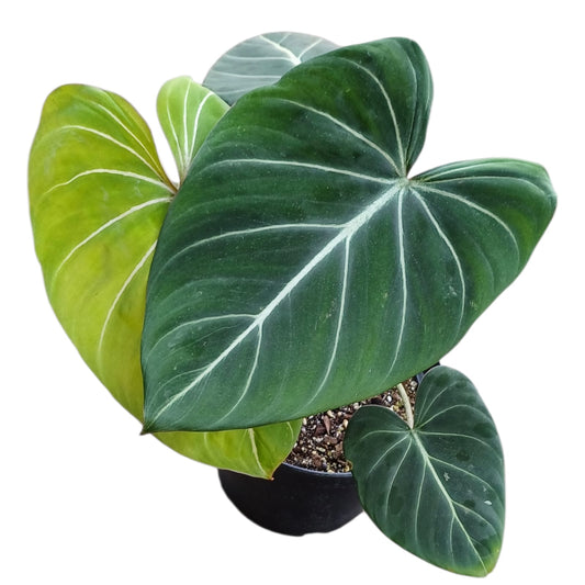 Philodendro Glorioso XL