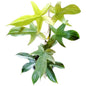 Philodendro Pedatum Florida Ghost