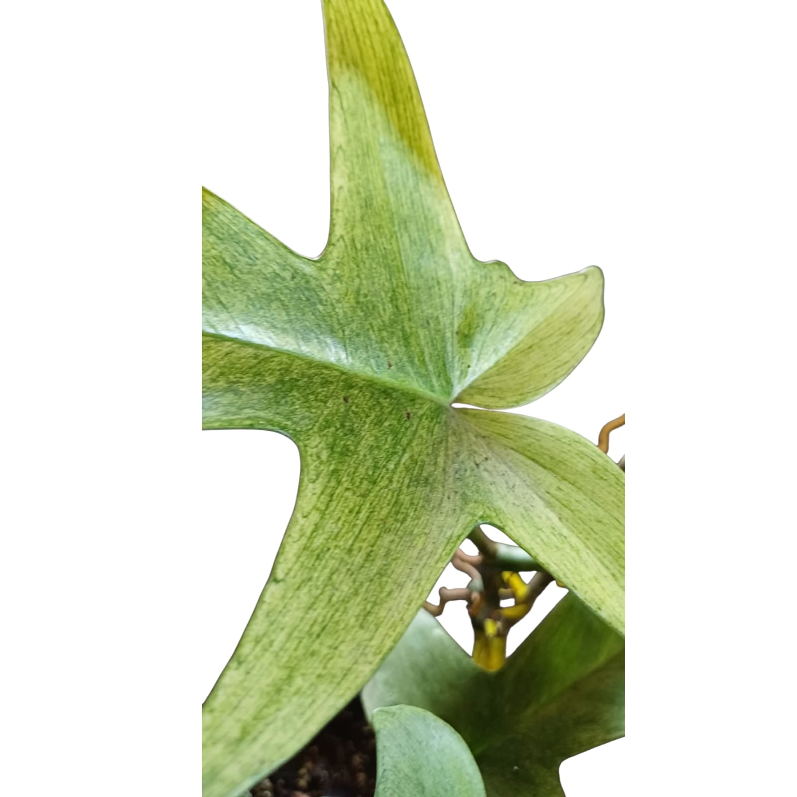 Philodendro Pedatum Florida Ghost