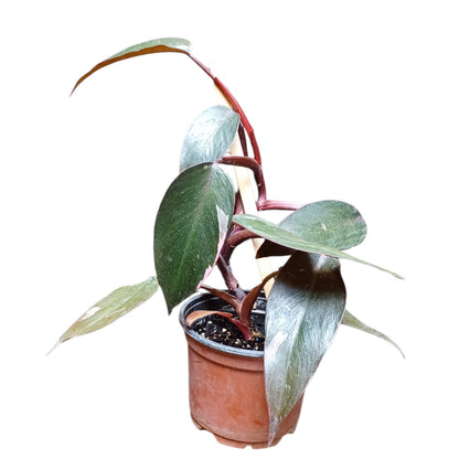 Philodendro Pink Princess