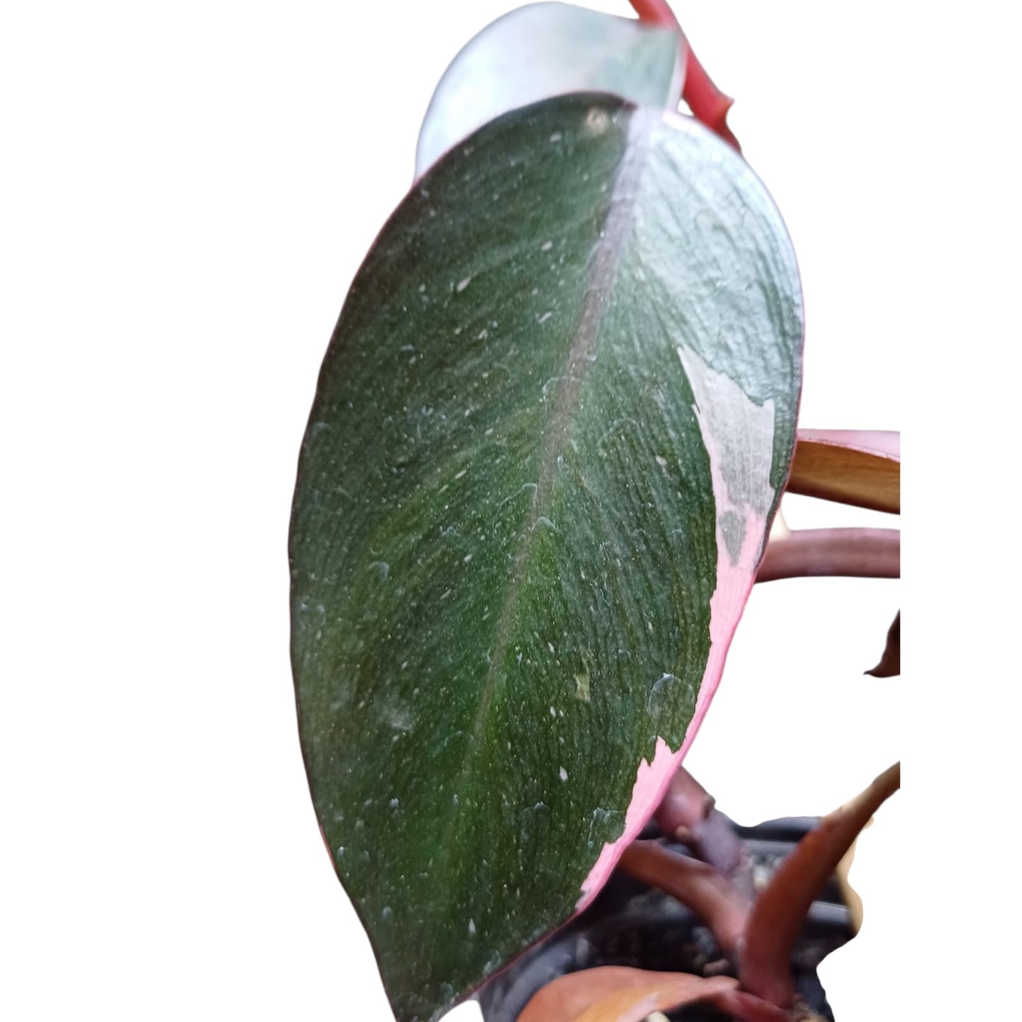 Philodendro Pink Princess