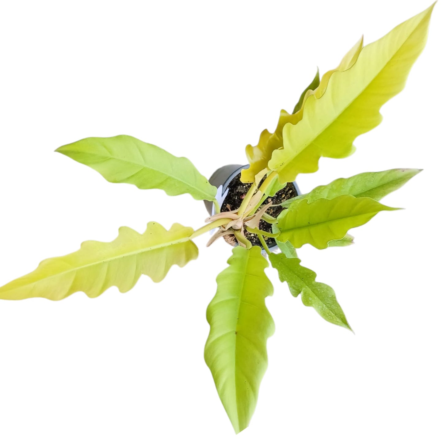 Philodendro Ring of fire golden