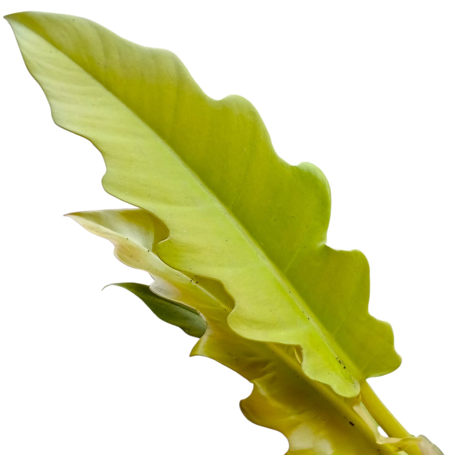 Philodendro Ring of fire golden