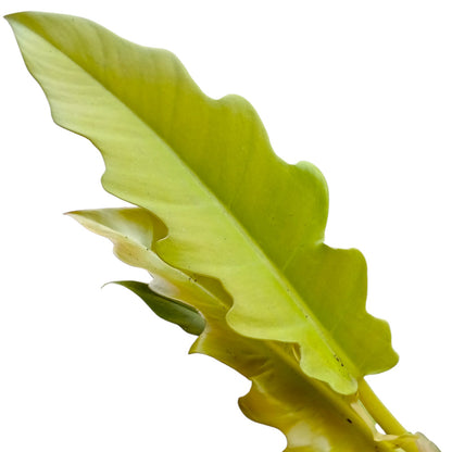 Philodendro Ring of fire golden