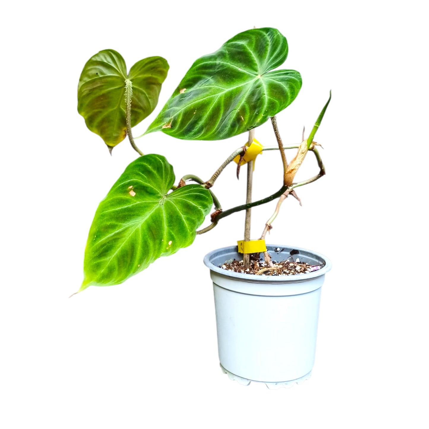 Philodendro Verrucosum