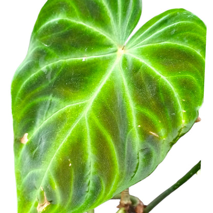 Philodendro Verrucosum