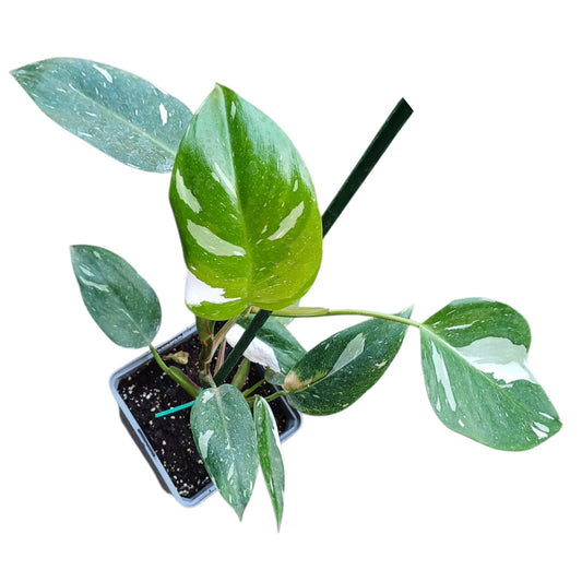 Philodendro White Princess