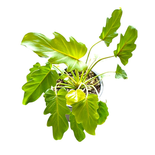 Philodendro Xanadu Golden