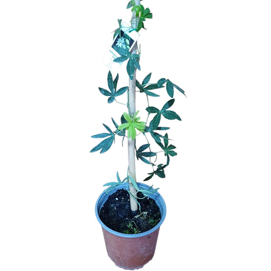 Passiflora Constance Elliot (sin flor)