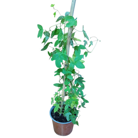 Passiflora Manicata (sin flor)