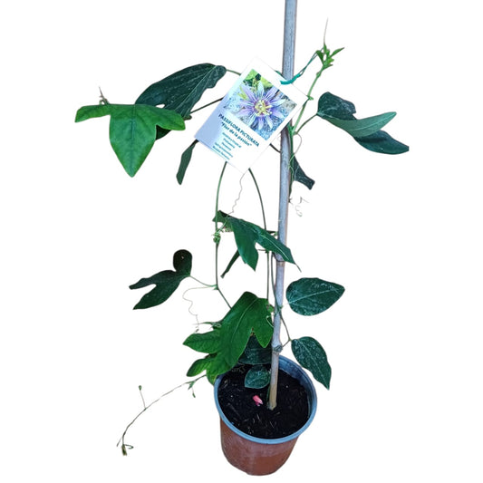 Passiflora Picturata (sin flor)