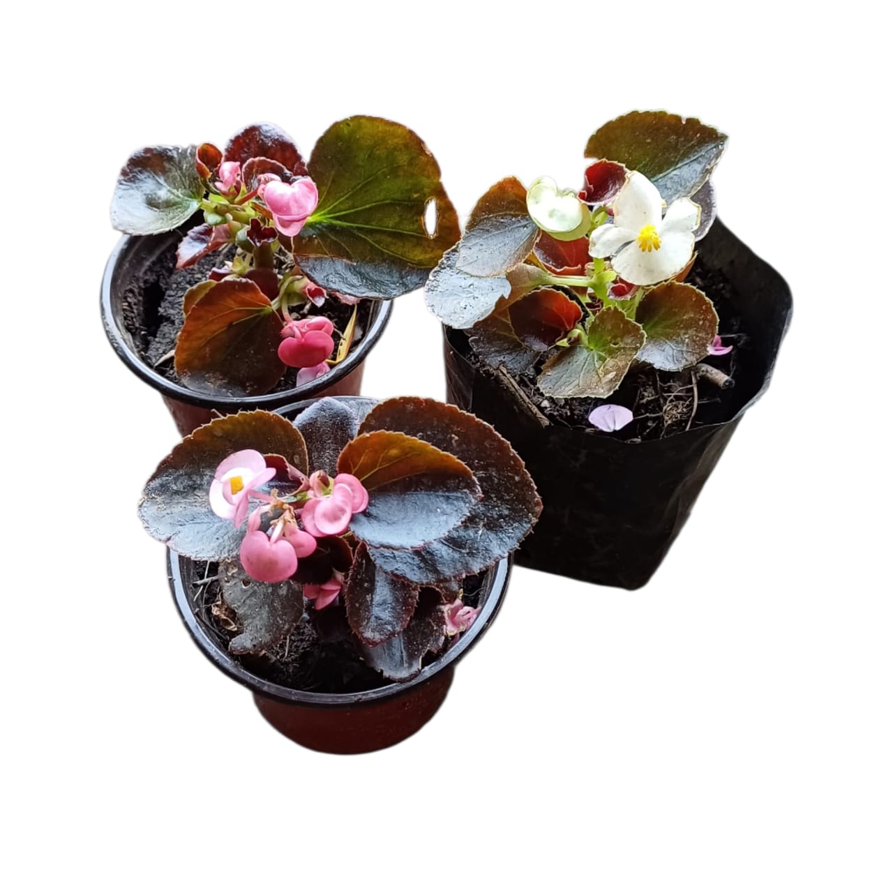 Porcelanas café  Mix colores al azar