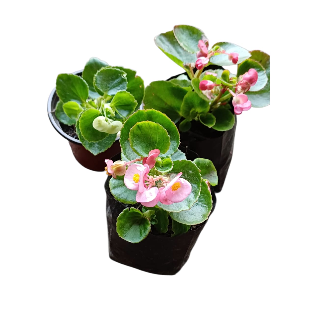 Porcelanas verde  Mix colores al azar