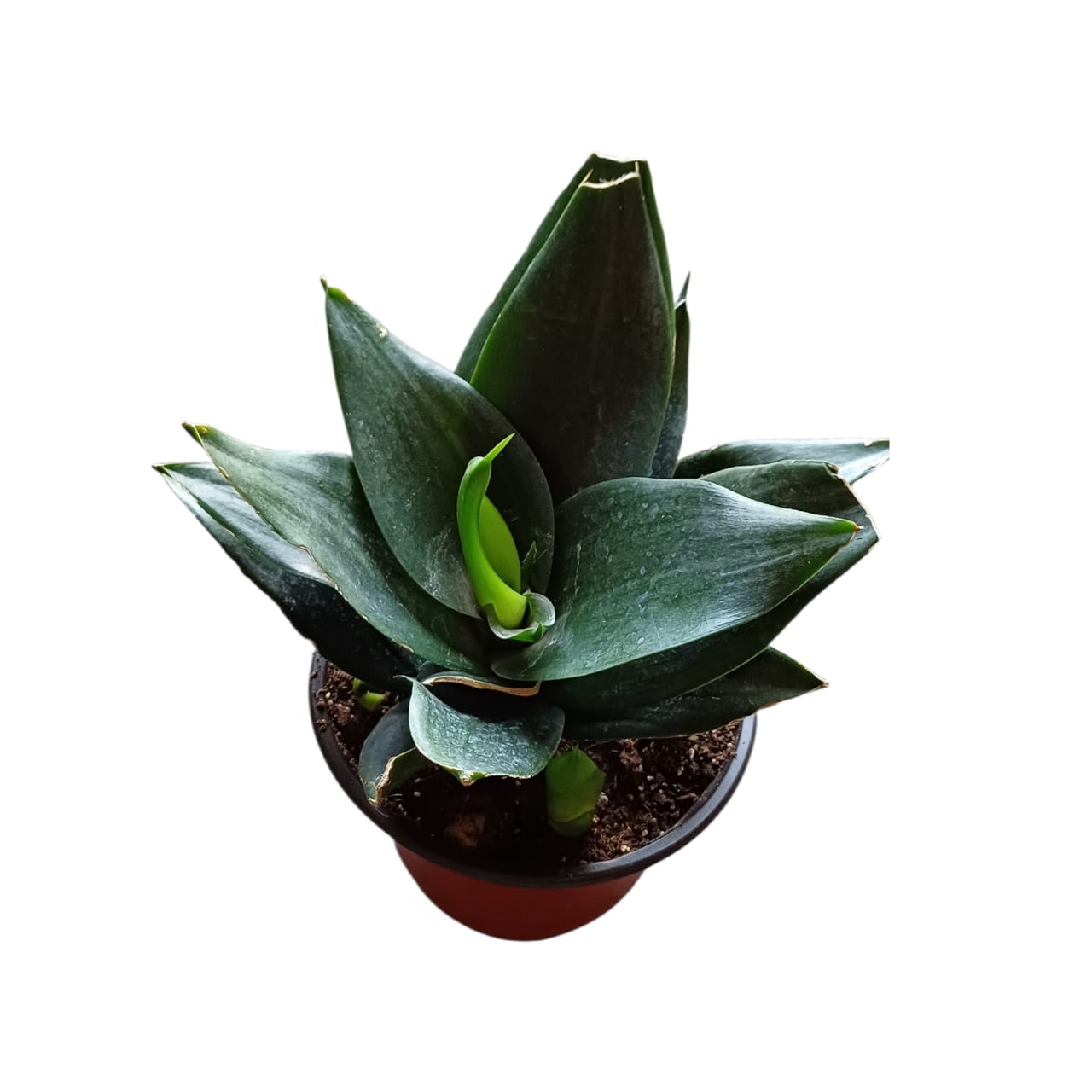 Sanseviera Jade Enana