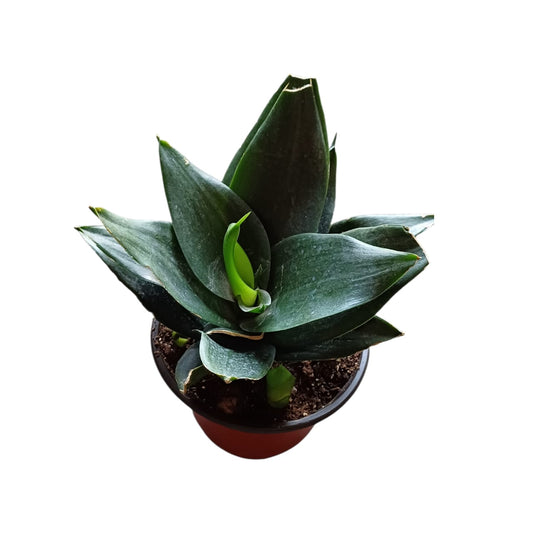 Sanseviera Jade Enana