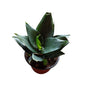 Sanseviera Jade Enana