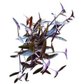 Tradescantia Purpura
