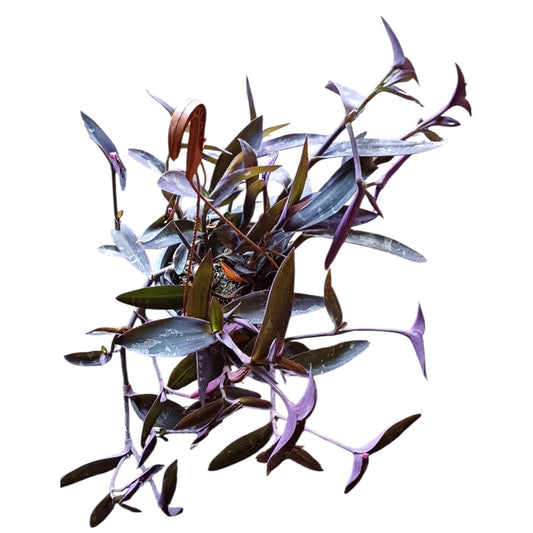 Tradescantia Purpura