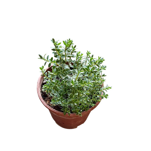 Veronica Gris maceta 22x24 cm