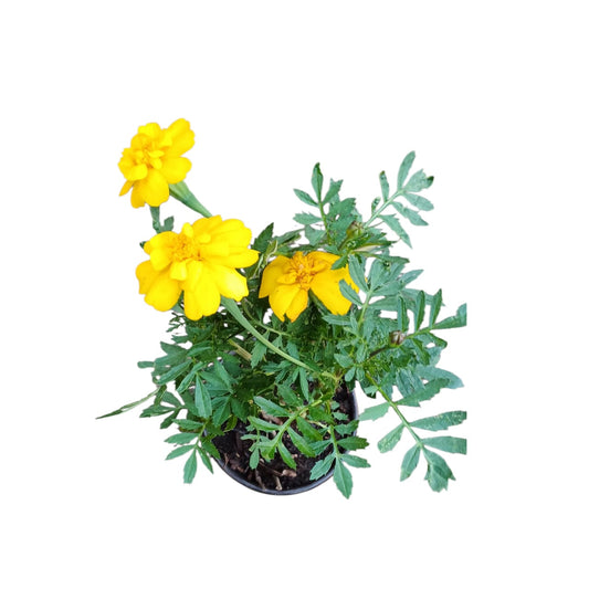 Tagete  mix colores al azar