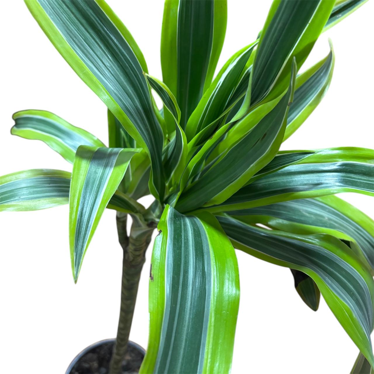 Dracena lemon XL