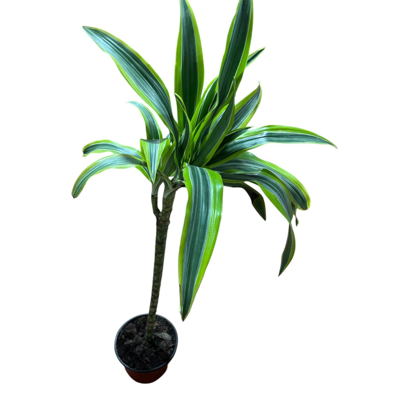 Dracena lemon XL