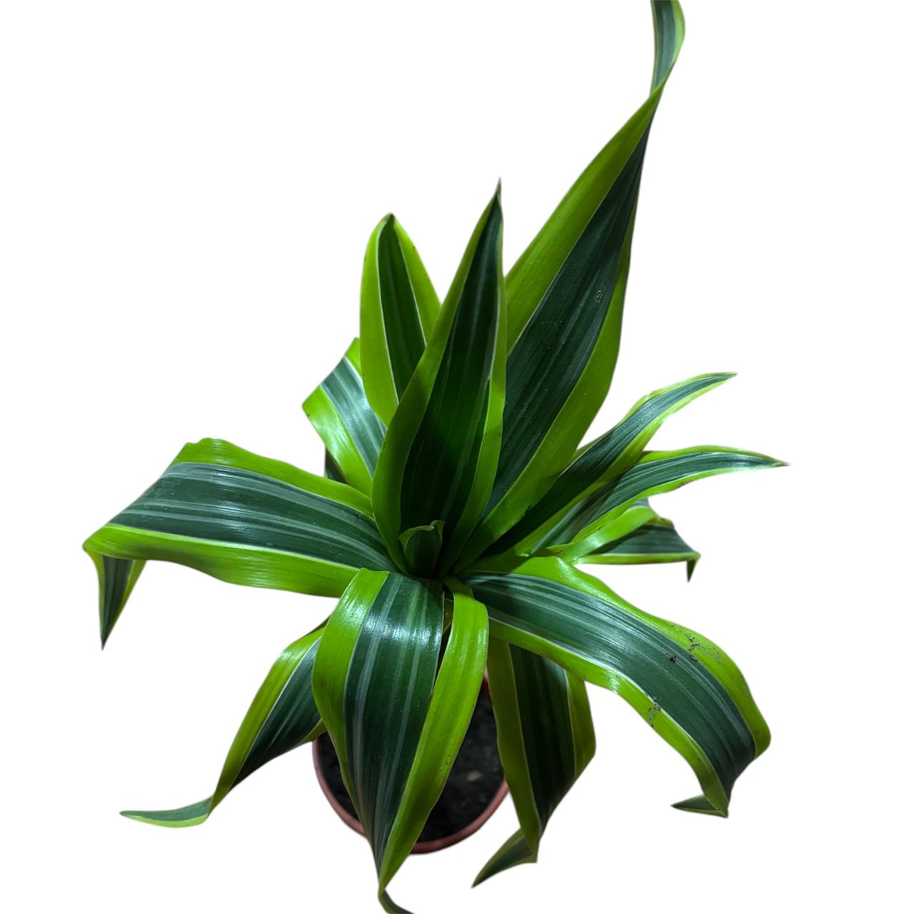 Dracena lemon  L