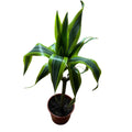 Dracena lemon  L