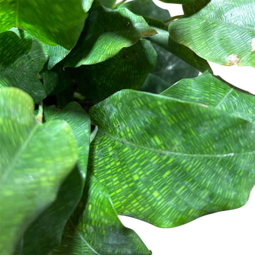 Calathea  network